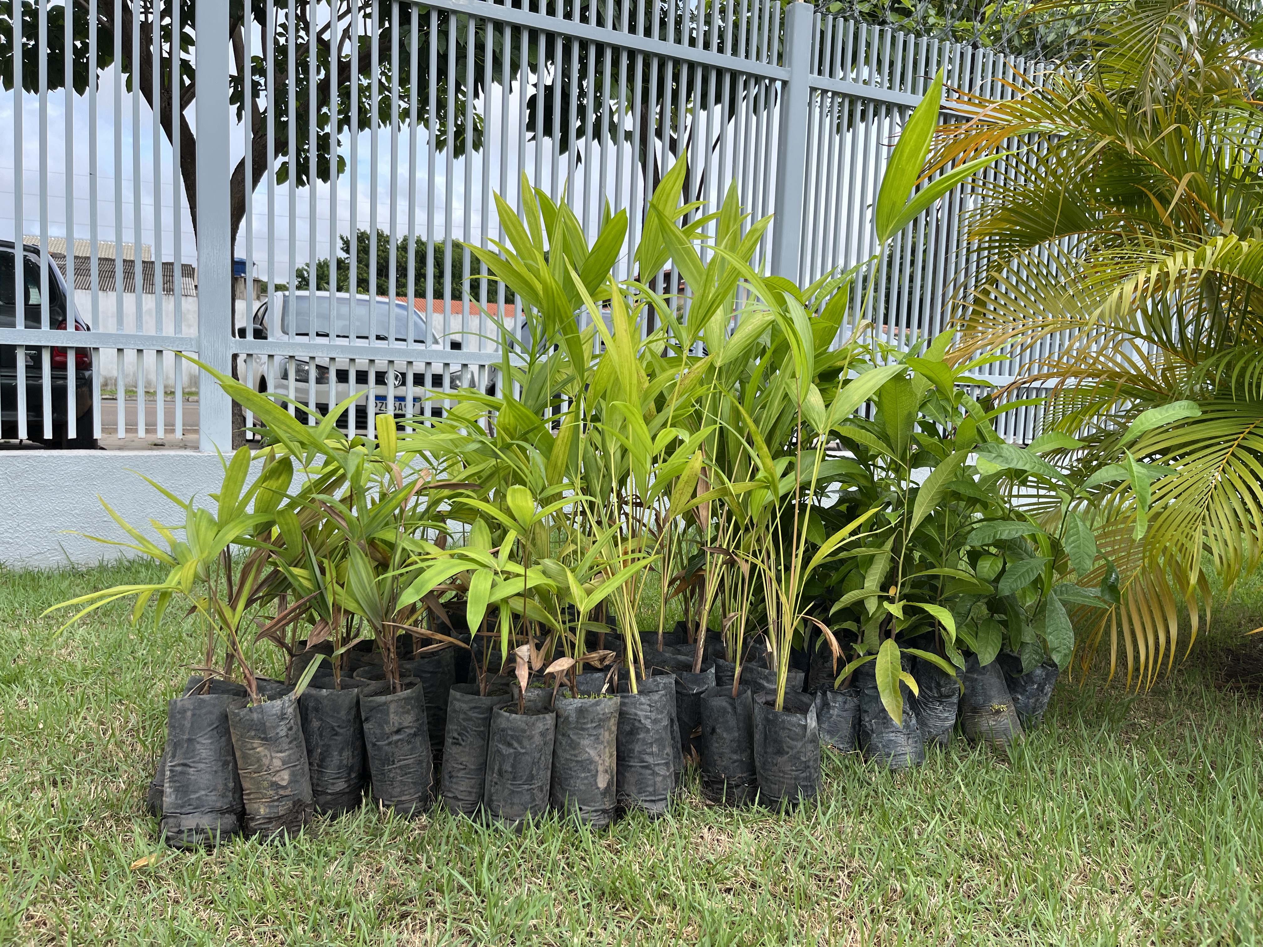 Sustentabilidade - TJRR mobiliza comunidade para implantação de Pomar Comunitário