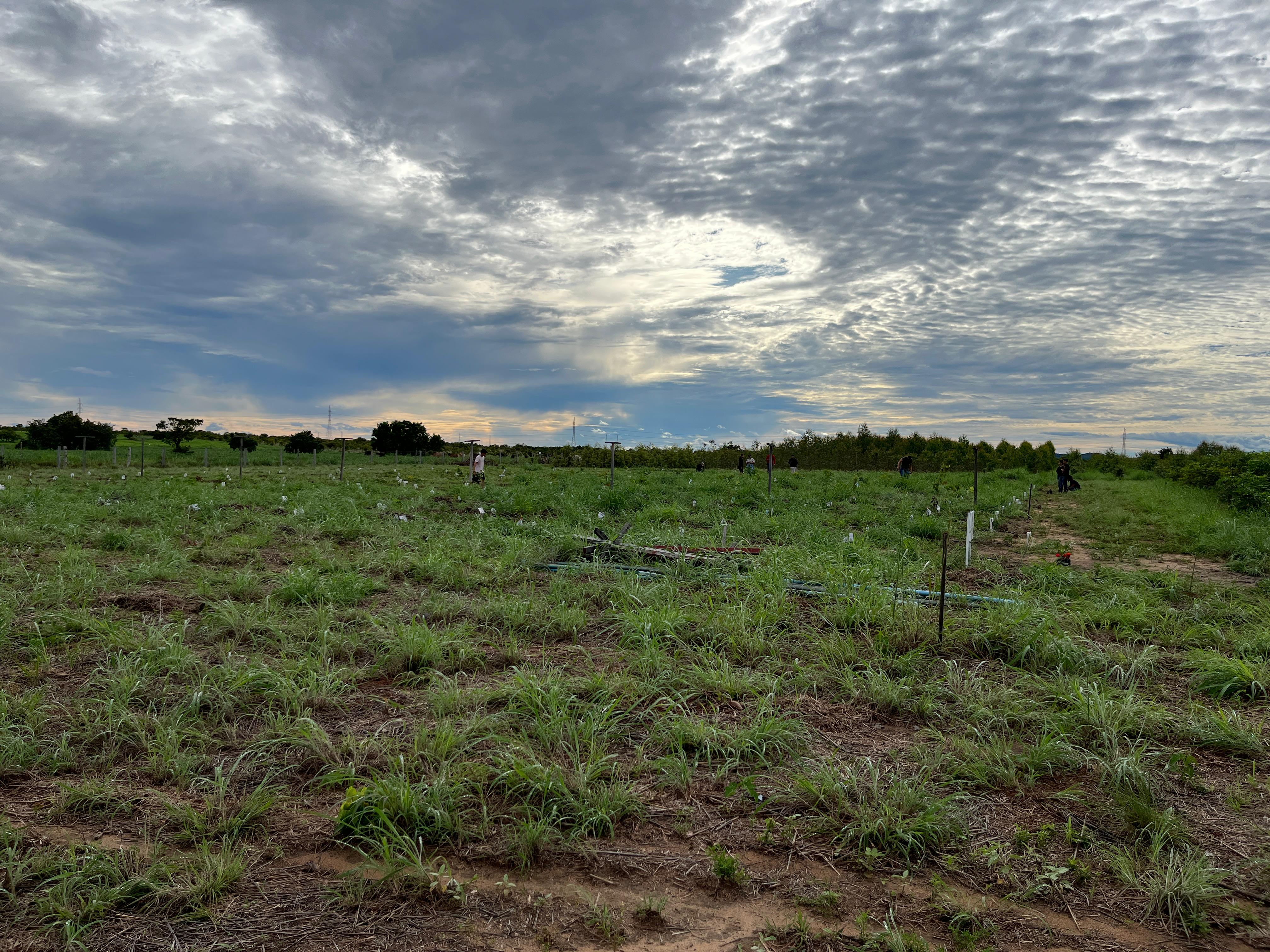 A imagem mostra um campo gramado com várias fileiras de mudas recém-plantadas, cada uma com estacas brancas e sistema de irrigação. Algumas pessoas trabalham ao fundo, e o céu nublado indica clima ameno. A cena sugere uma ação coletiva de reflorestamento ou plantio sustentável. A imagem mostra um campo gramado com várias fileiras de mudas recém-plantadas, cada uma com estacas brancas e sistema de irrigação. Algumas pessoas trabalham ao fundo, e o céu nublado indica clima ameno. A cena sugere uma ação coletiva de reflorestamento ou plantio sustentável.
