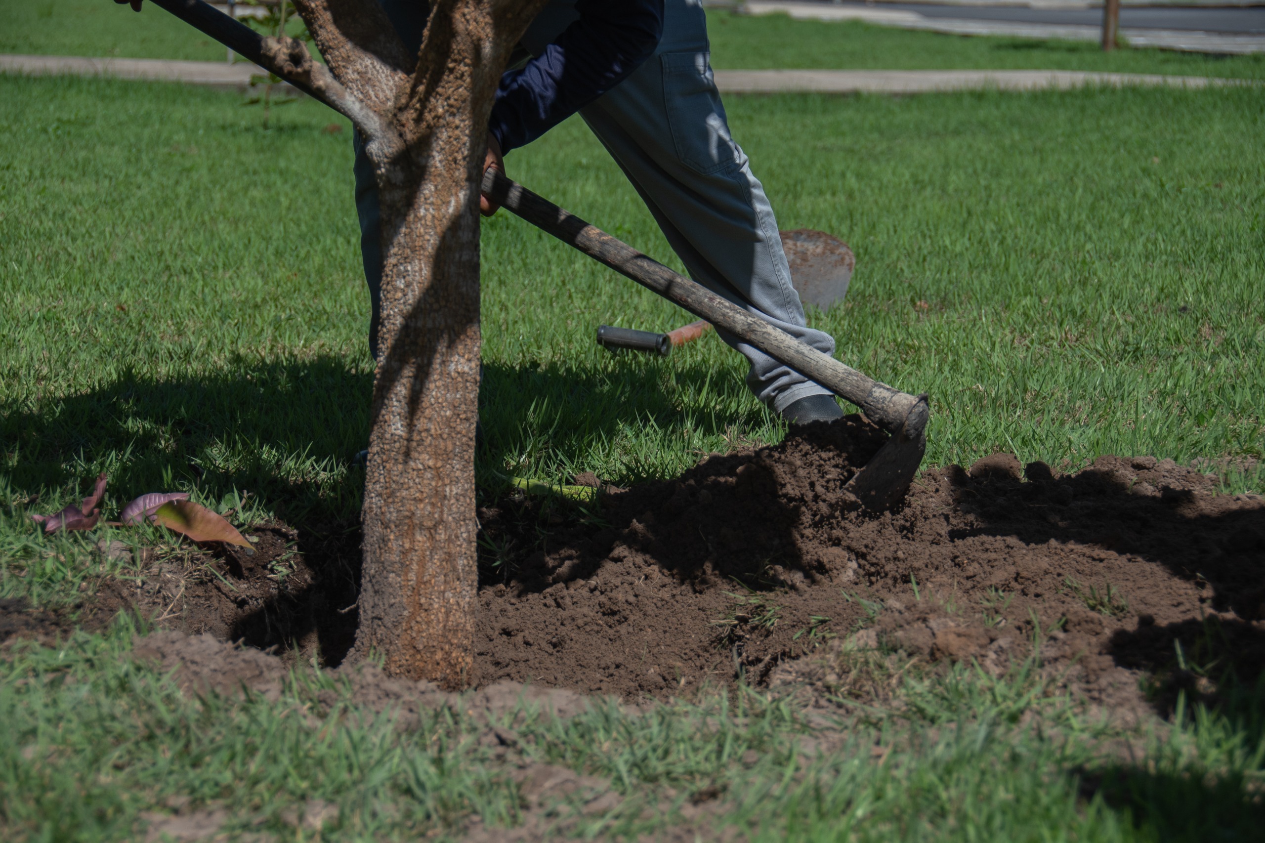 SUSTENTABILIDADE - Judiciário e UFRR irão plantar 120 mudas no Igarapé Caranã em ação pela sustentabilidade